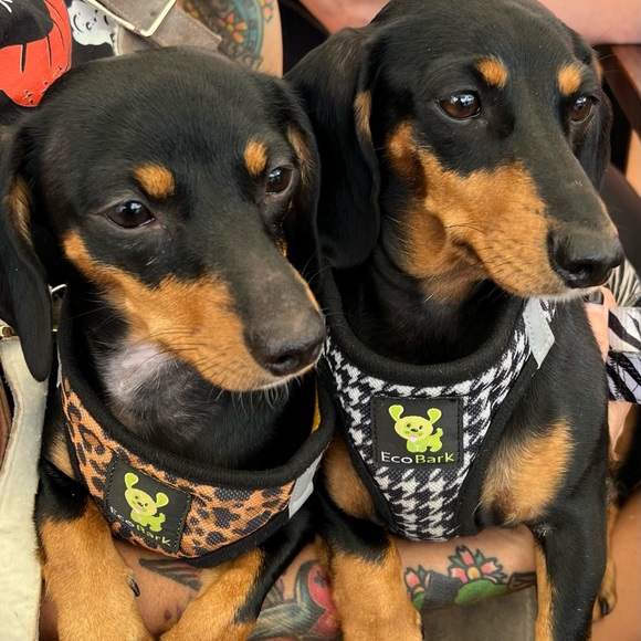 Meet your Posher, Jaimee - Picture 11 of 15